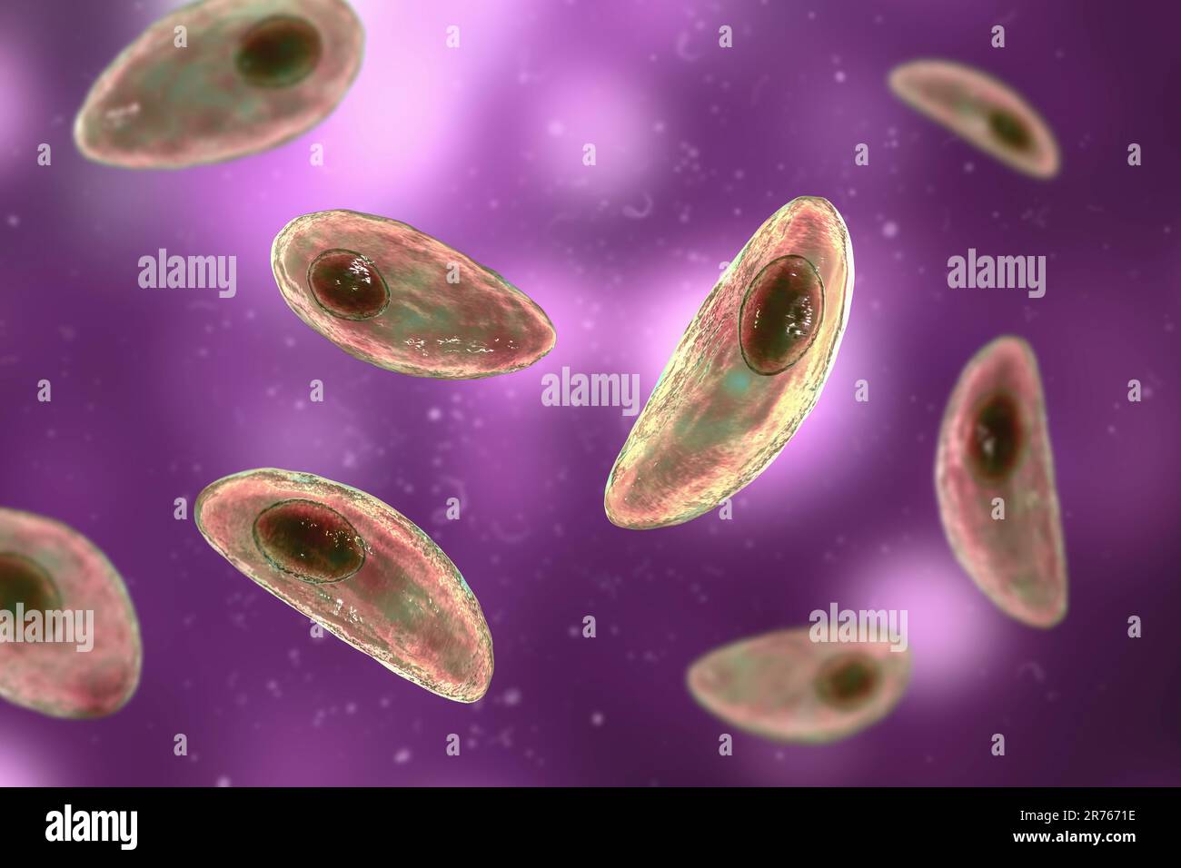 Toxoplasma Gondii Tachyzoite