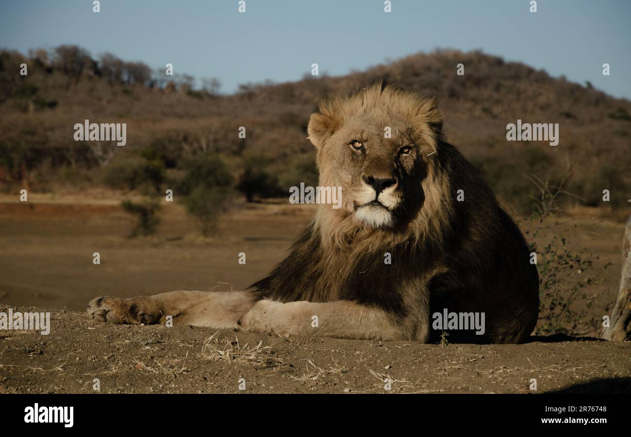 Majestic Lion in the South African Savanna: Untamed Beauty of the Wild Stock Photo
