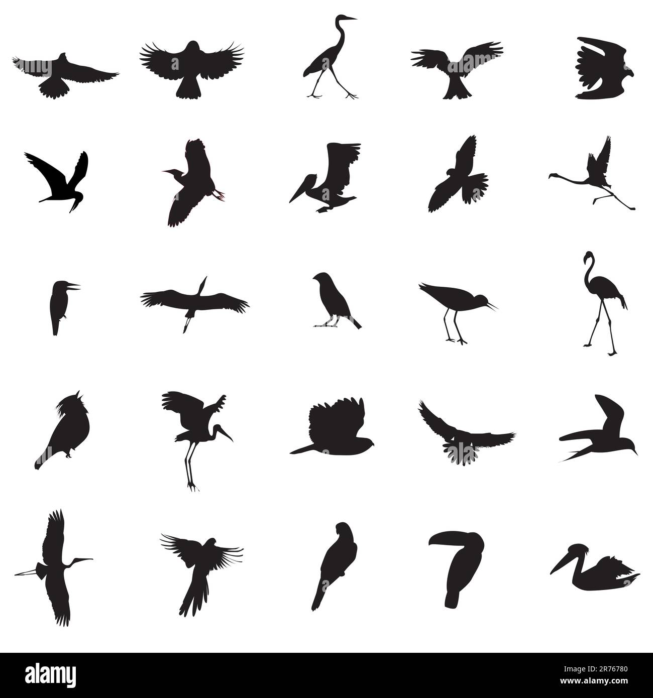 different kind of Bird - vector illustrations Stock Vector Image & Art