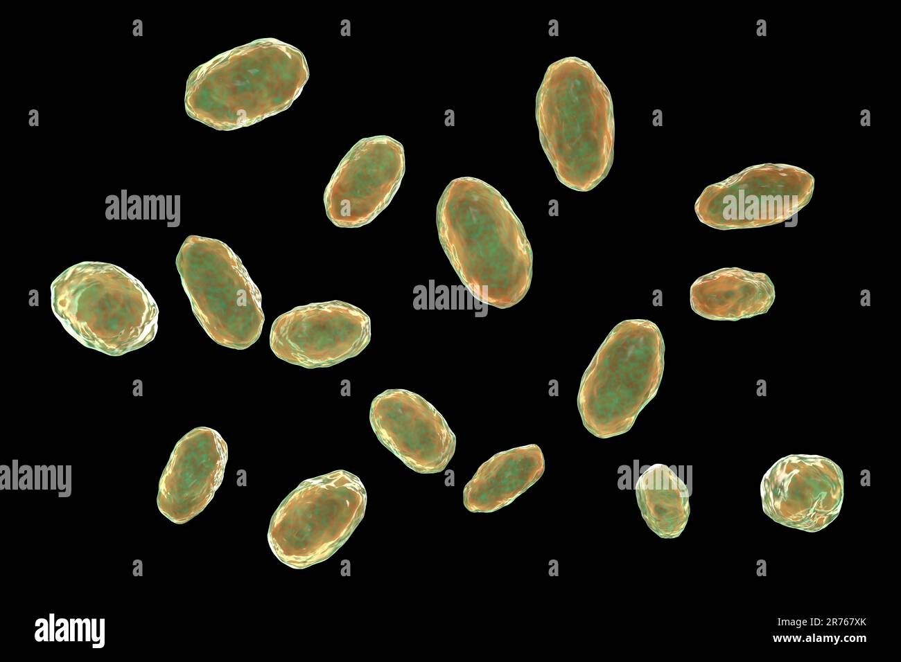 Yersinia enterocolitica, Gram negative rod-shaped bacteria, an enterobacteria, computer illustration. Y. enterocolitica may cause enteritis, an inflam Stock Photo
