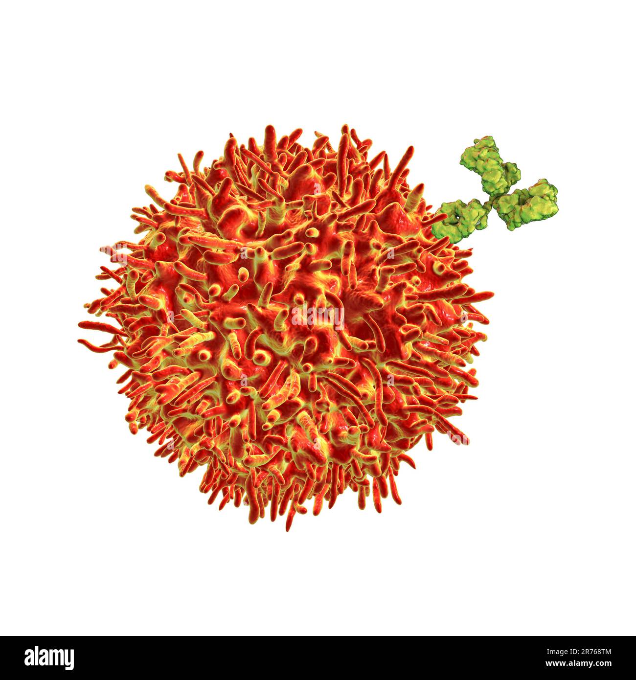 B cell and antibodies, computer illustration Stock Photo Alamy