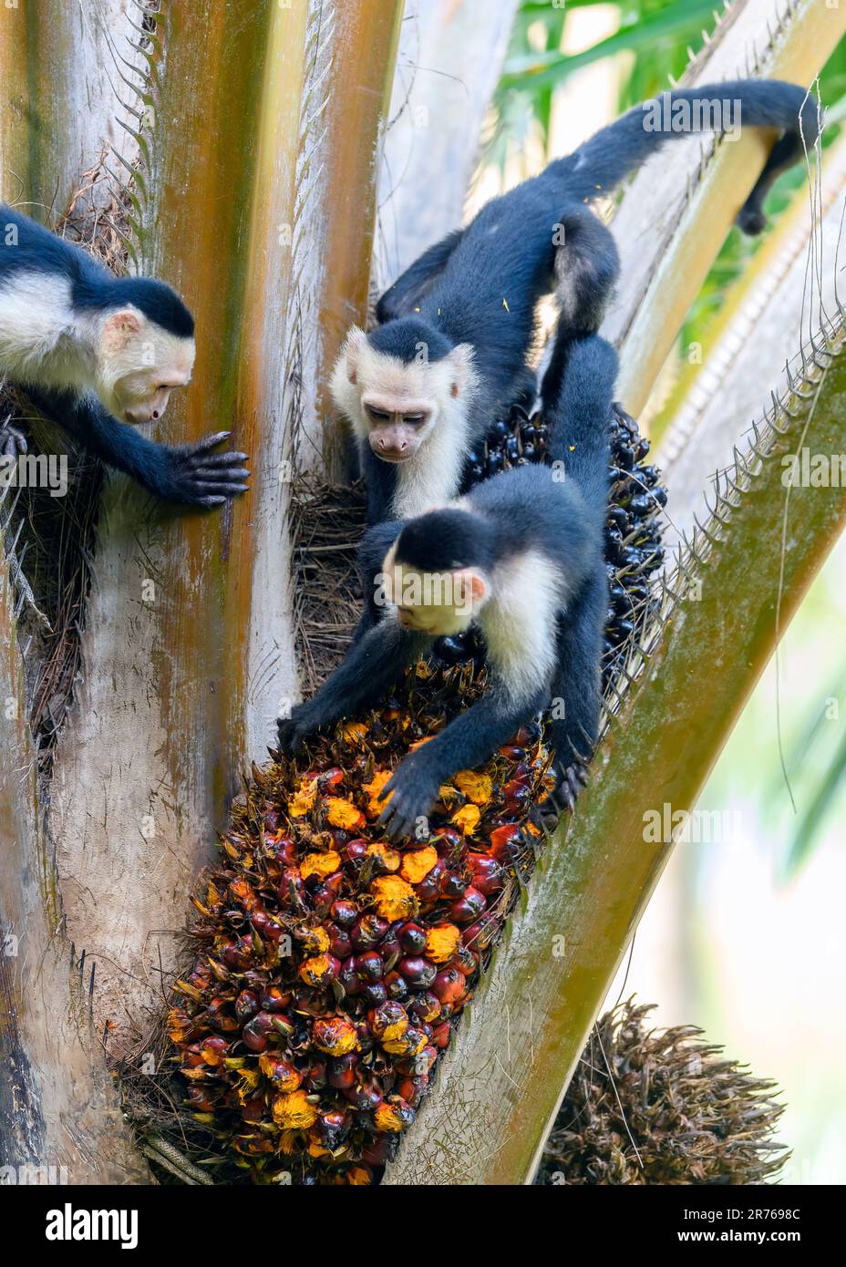Panamanian white-faced capuchins (Cebus imitator) feeding on nfruit.  Photo from Osa Peninsula, Costa Rica. Stock Photo