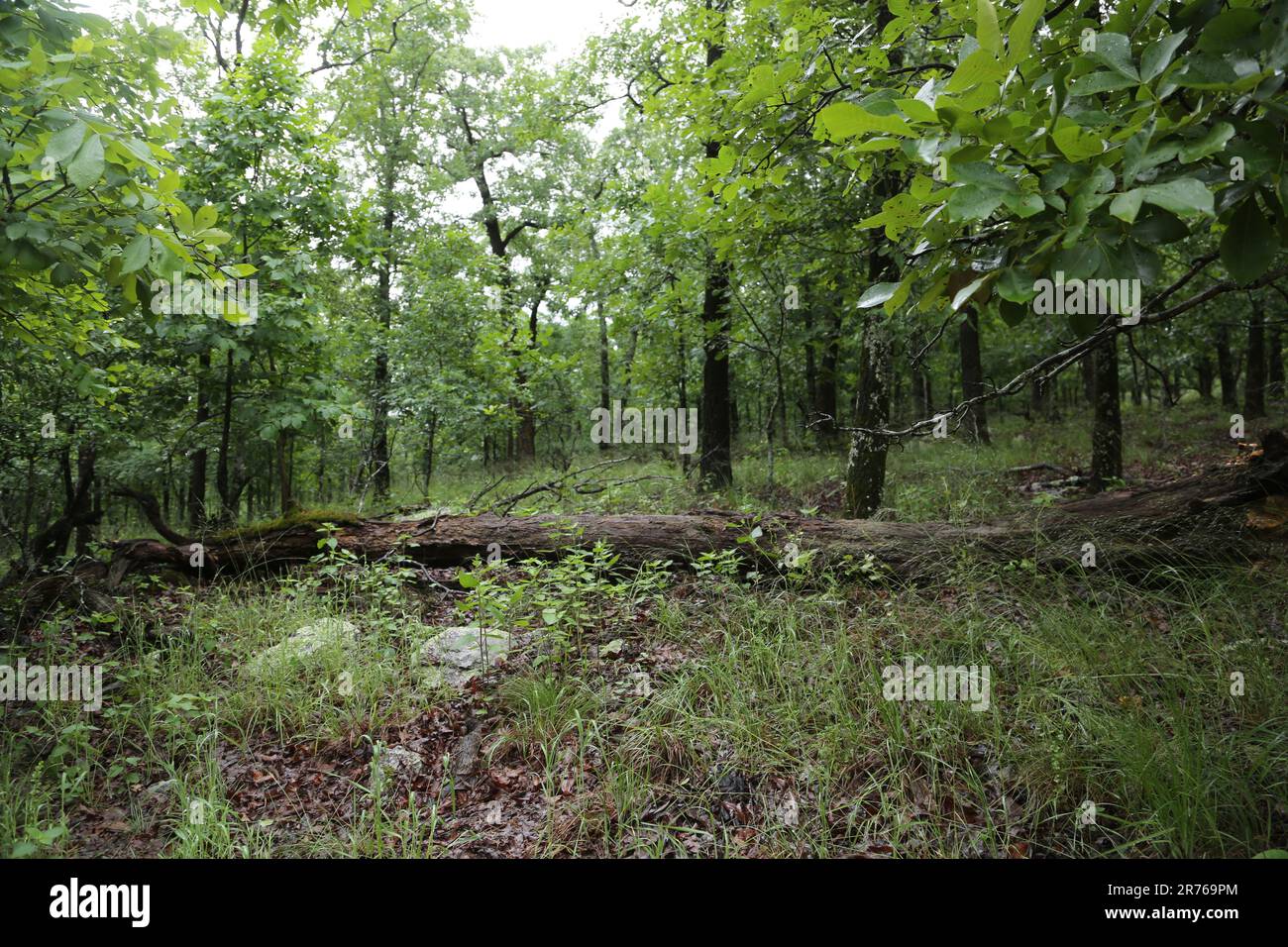 If A Tree Falls in the Woods Stock Photo Alamy