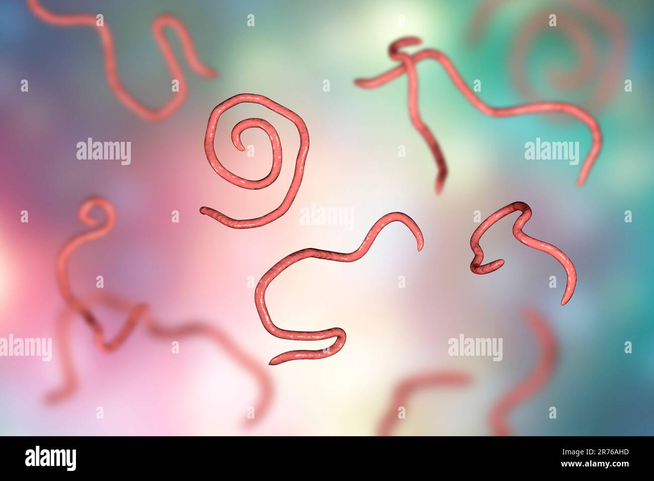 Threadworms, computer illustration. Threadworms are nematode worms that