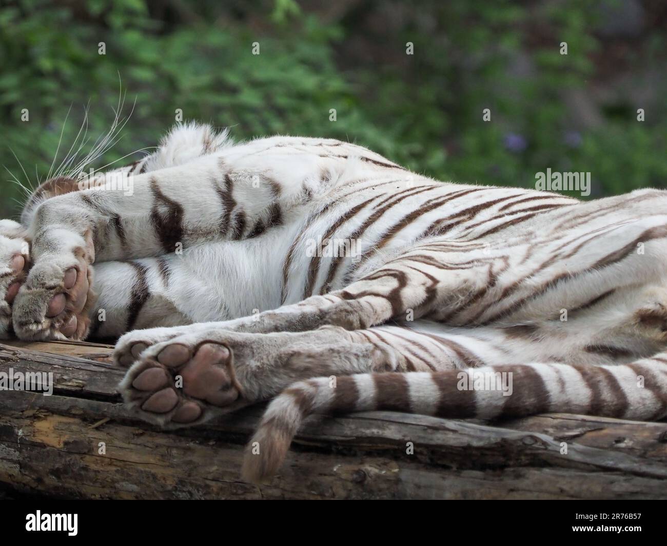 An adult white tiger lounging on a wooden surface in a tranquil outdoor setting. Stock Photo