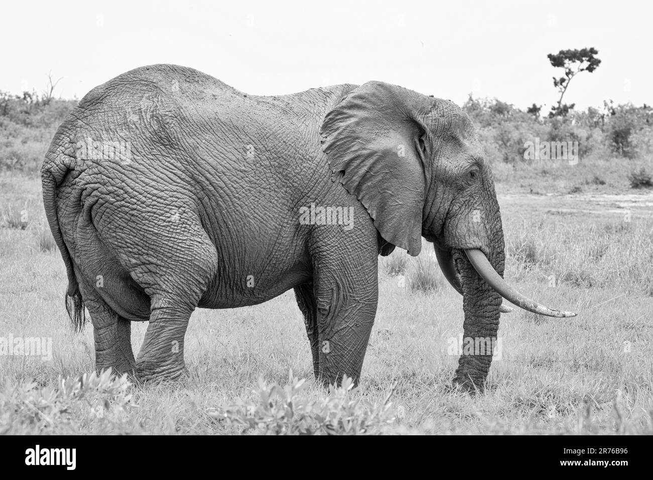An African Elephant bull in Southern African savannah Stock Photo Alamy