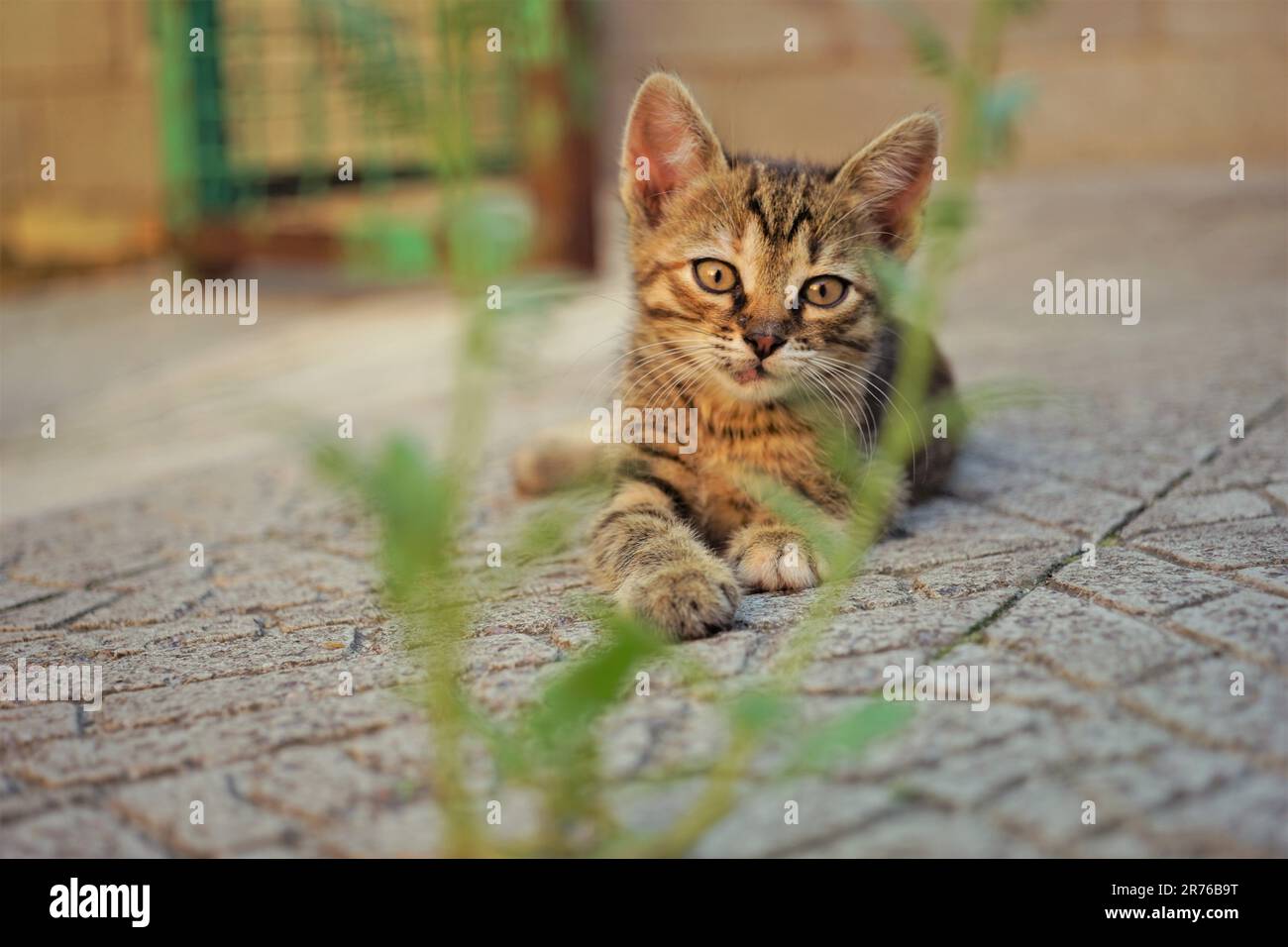 Cute tabby kitten is lying on the stone floor of the courtyard in ...