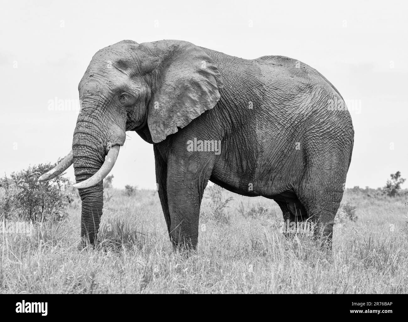 An African Elephant bull in Southern African savannah Stock Photo