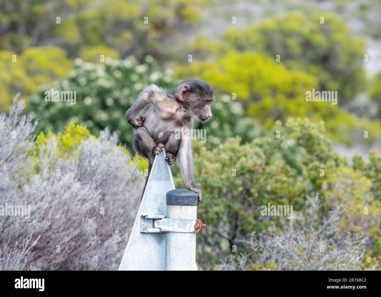 A baby Chacma Baboon playing on a signpost in the Western Cape, South Africa Stock Photo