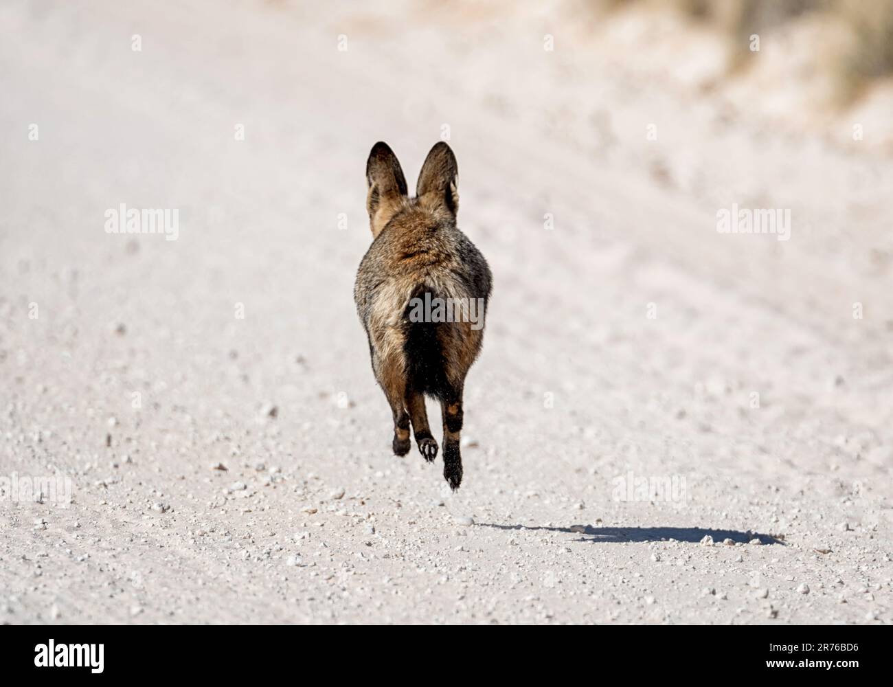 Bat-eared Fox in Kalahari savannah Stock Photo