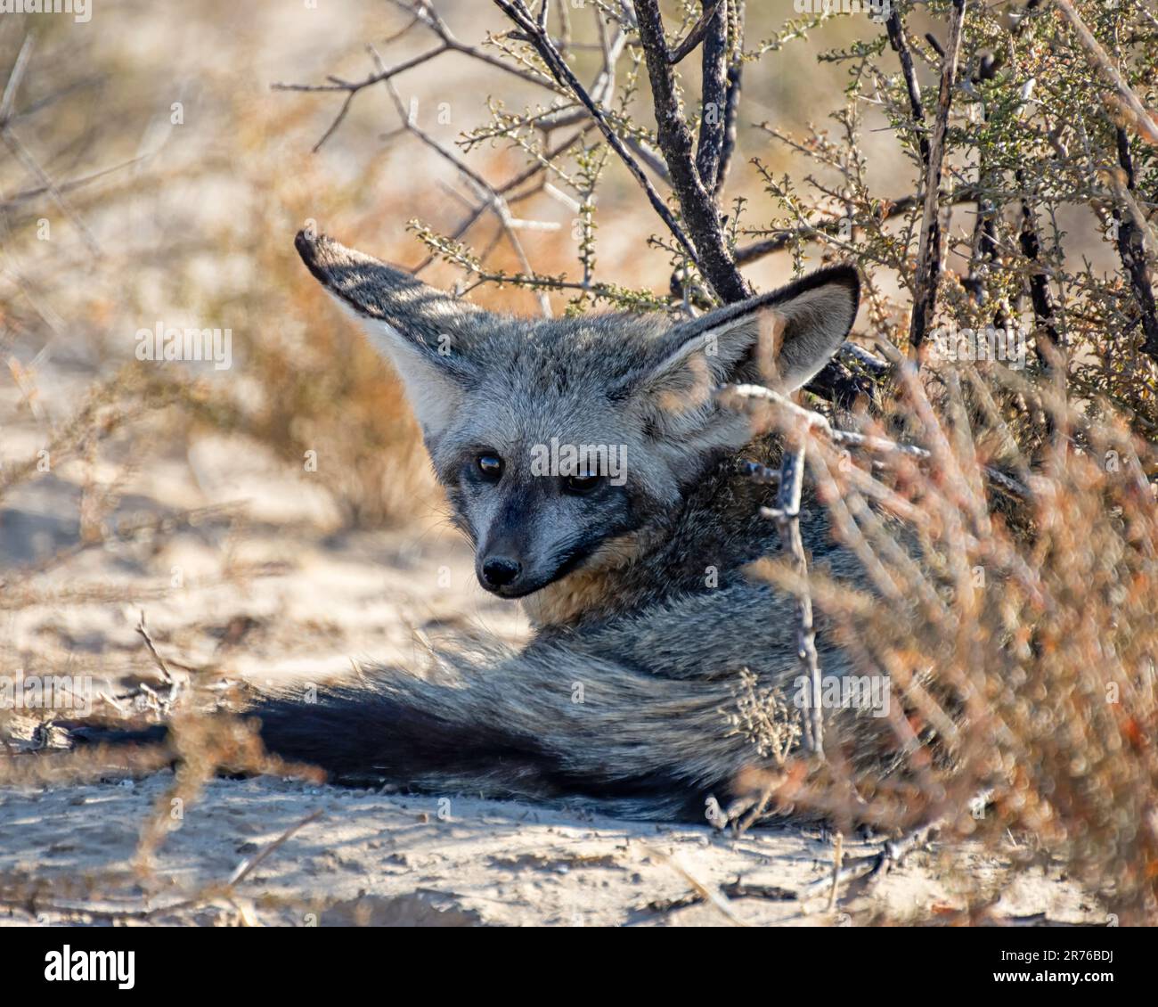 Bat-eared Fox in Kalahari savannah Stock Photo