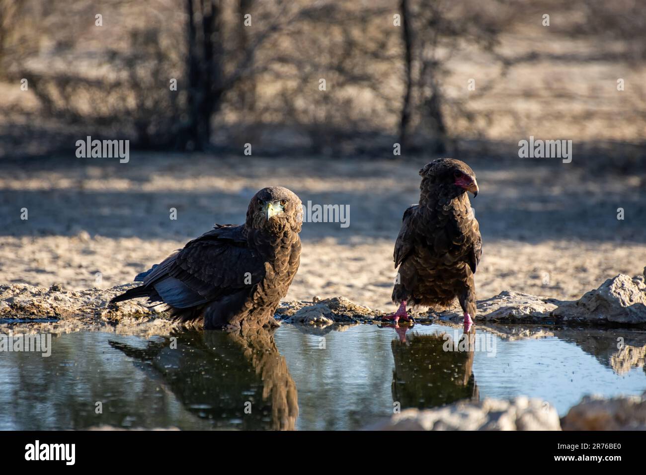 A pair of immature Bateleur Eagles at a watering hole in kalahari savannah Stock Photo