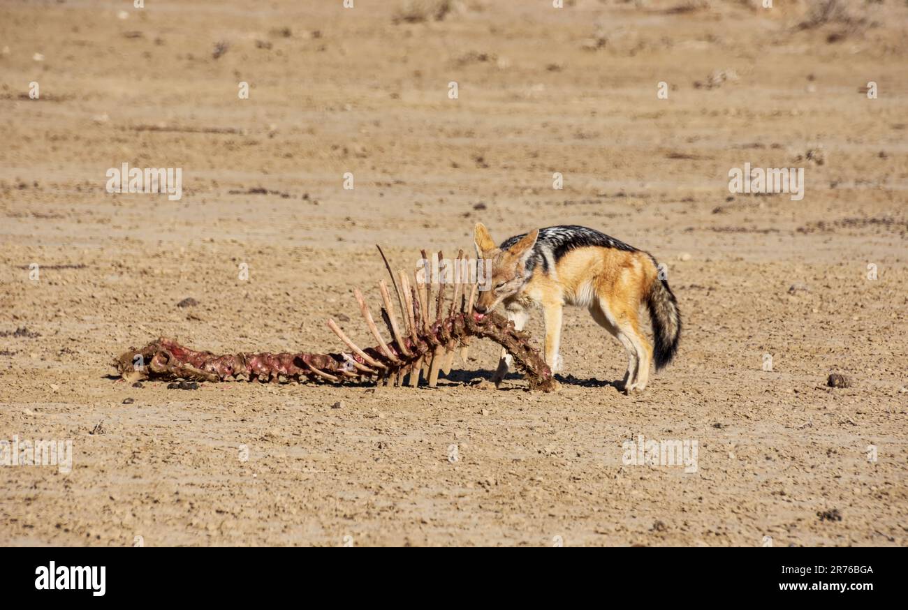 A Black-backed Jackal with the spine of an antelope in Southern African savanna Stock Photo