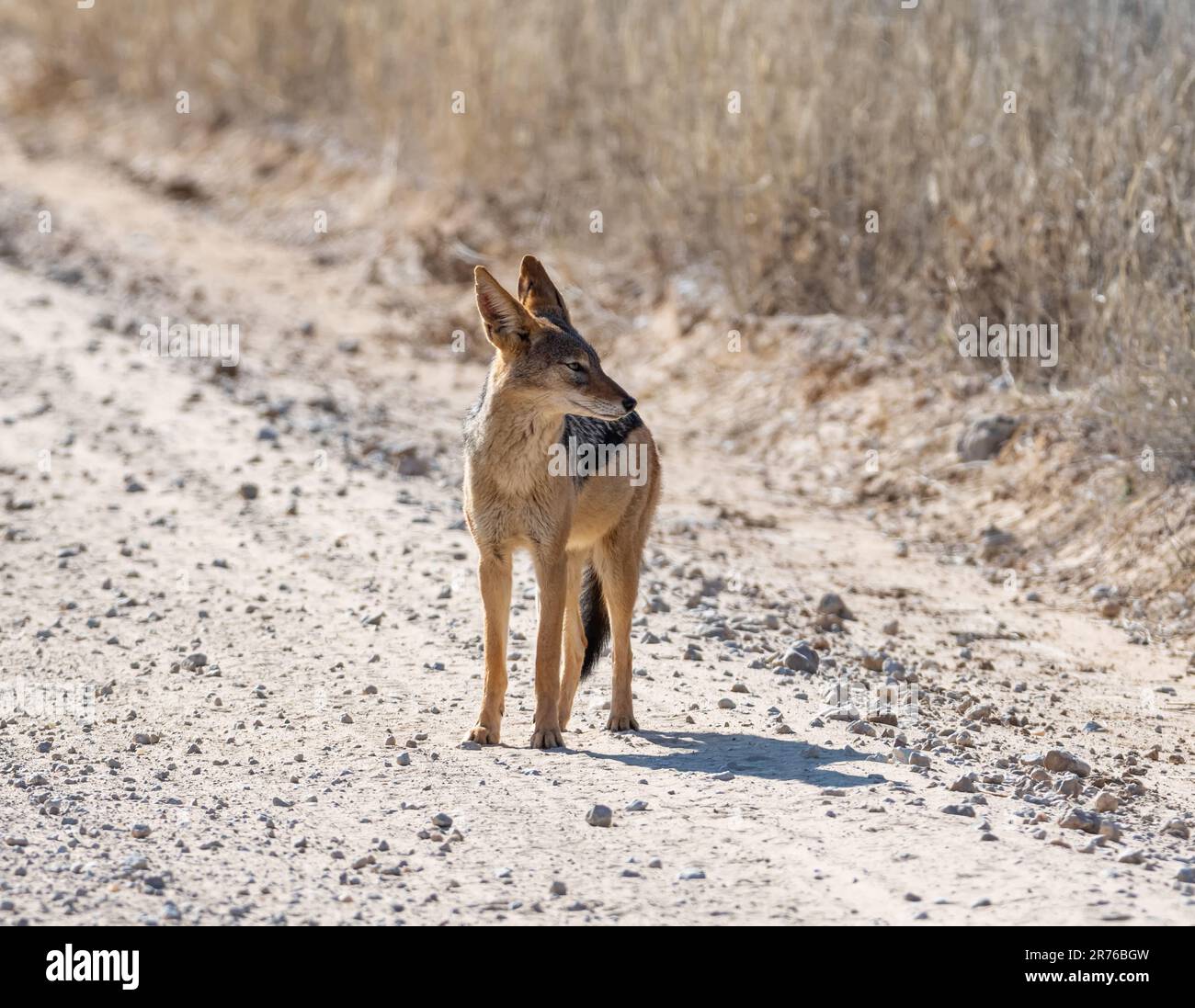 A Black-backed Jackal standing on a dirt track in Southern African savannah Stock Photo