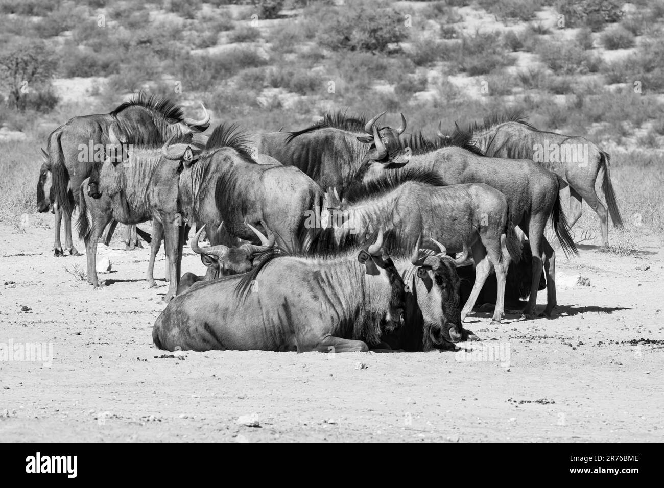 Blue Wildebeest antelope in Southern African Kalahari savannah Stock Photo