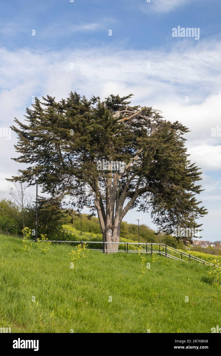 Conifer tree on Belton Hills, Leigh-on-Sea, Essex, England, United Kingdom Stock Photo