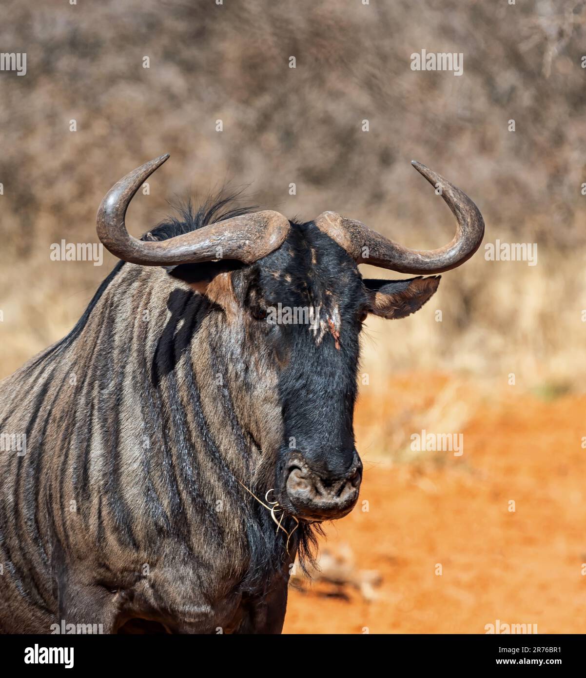 Blue Wildebeest antelope in Southern African Kalahari savannah Stock Photo
