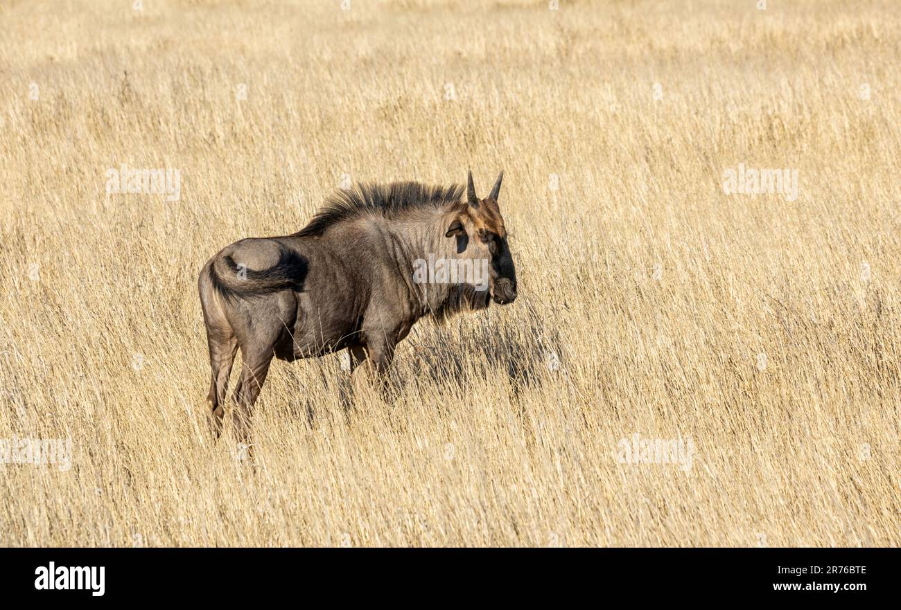 Blue Wildebeest antelope in Southern African Kalahari savannah Stock Photo