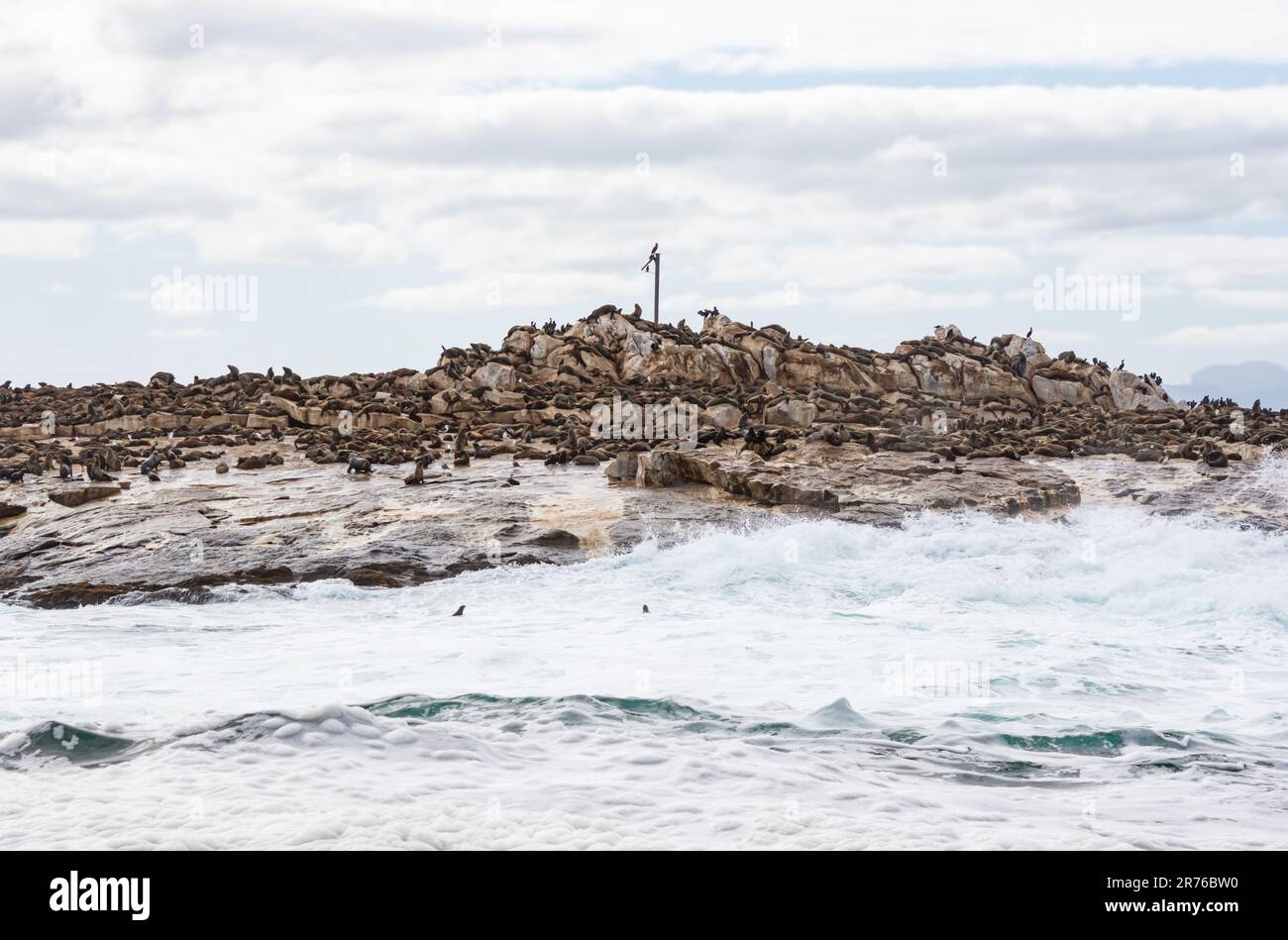 Cape Fur Seals at Seal Island in False Bay, South Africa Stock Photo