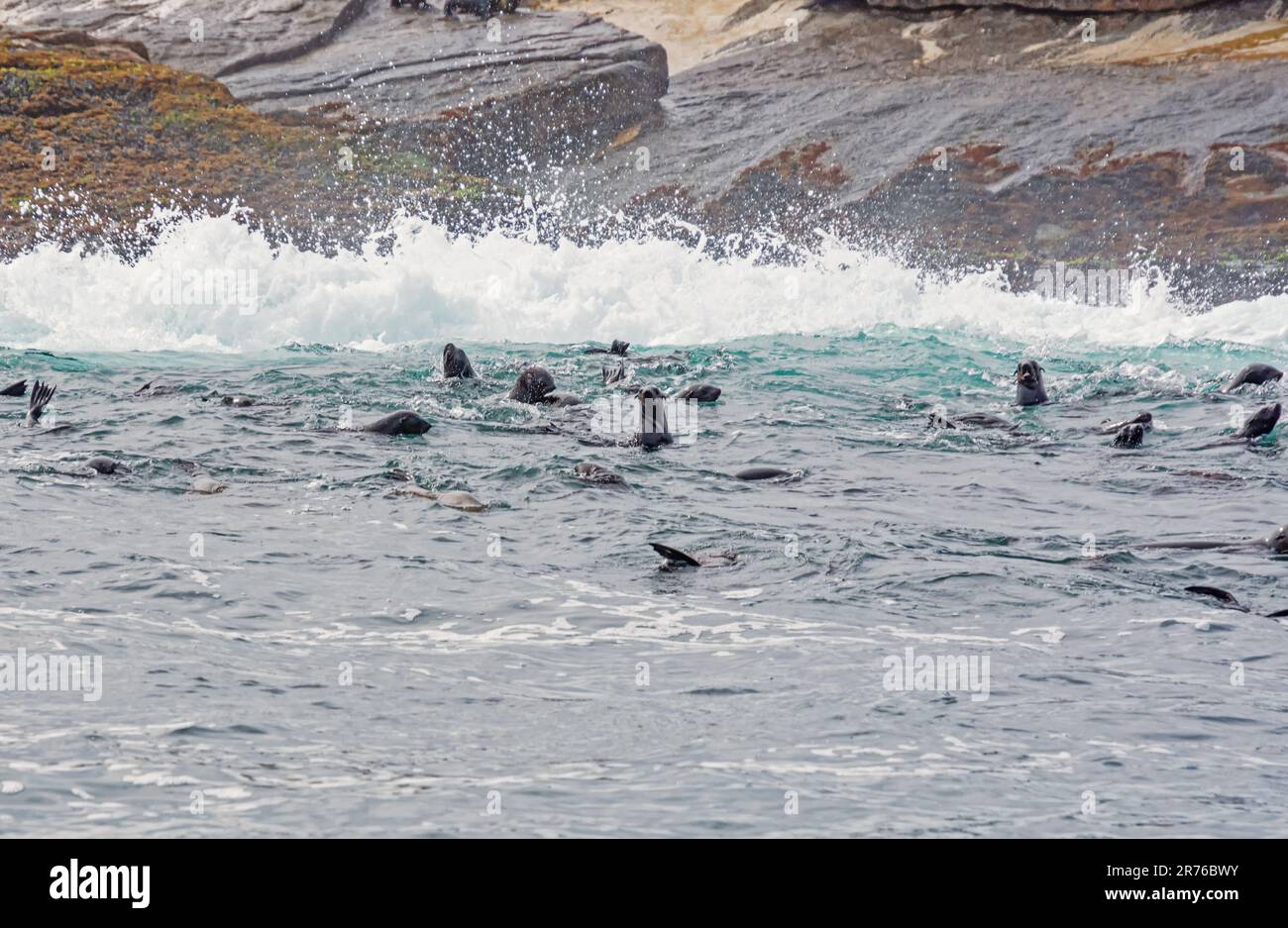 Cape Fur Seals at Seal Island in False Bay, South Africa Stock Photo