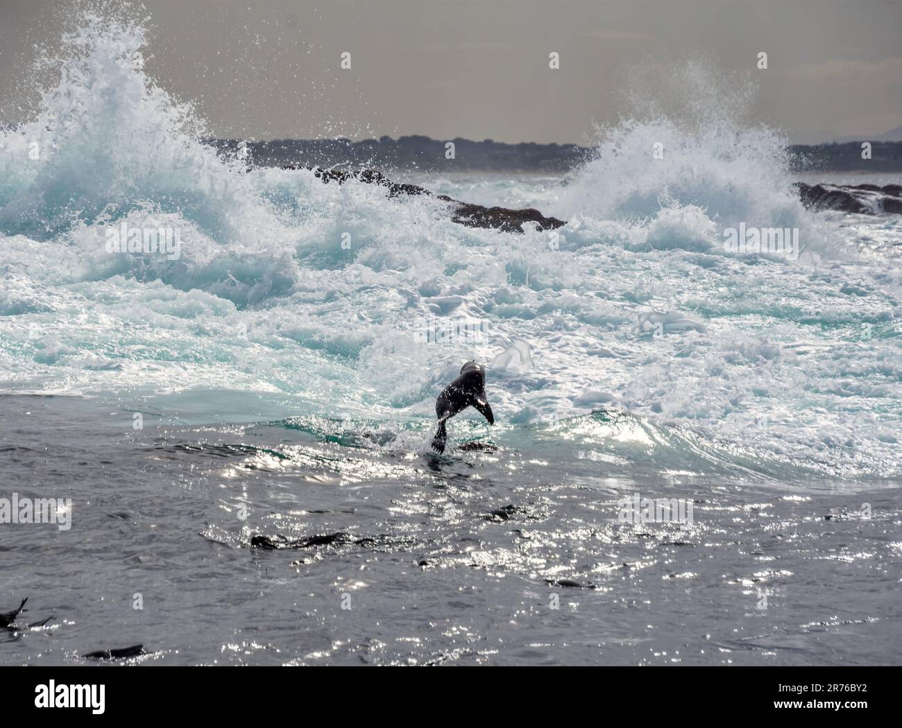 Cape Fur Seals surfing the big waves off Seal Island in False Bay, South Africa Stock Photo