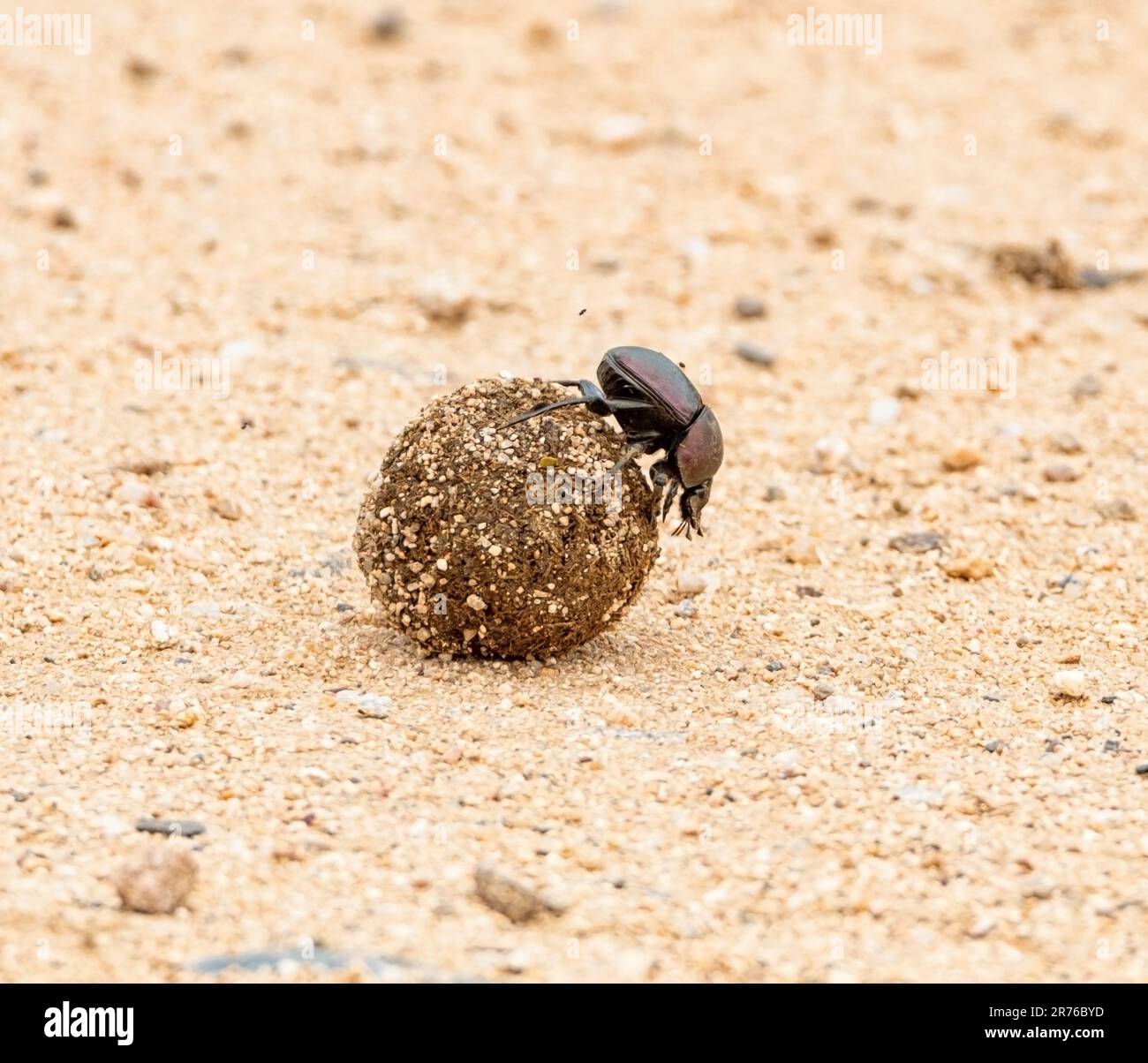 Dung Beetles rolling a dung ball in Southern African savannah Stock Photo