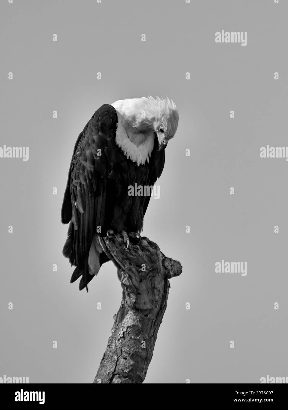 A Fish Eagle perched on a dead tree stump in Southern African savannah Stock Photo