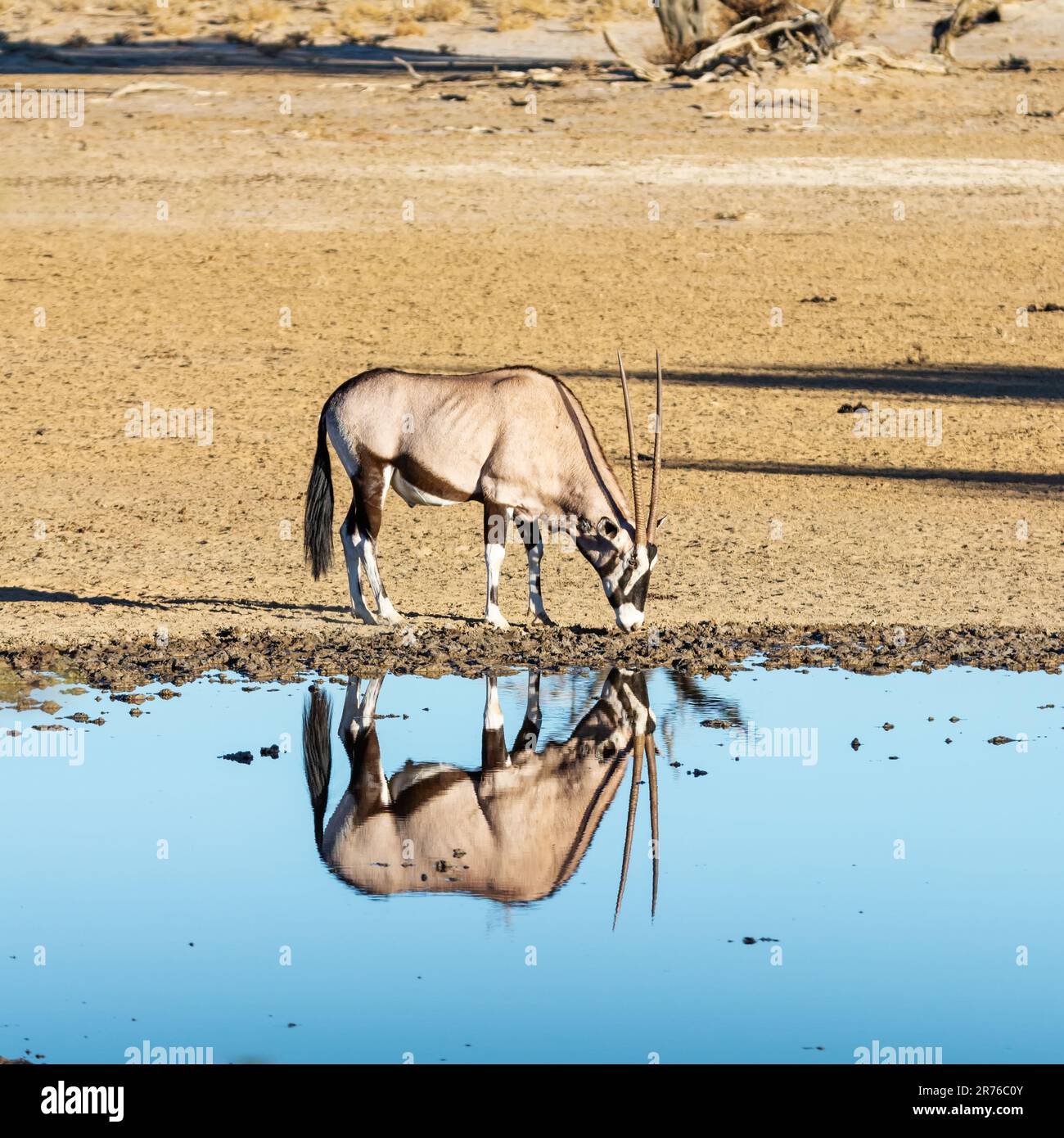 Gemsbok antelope in Southern African Kalahari savannah Stock Photo