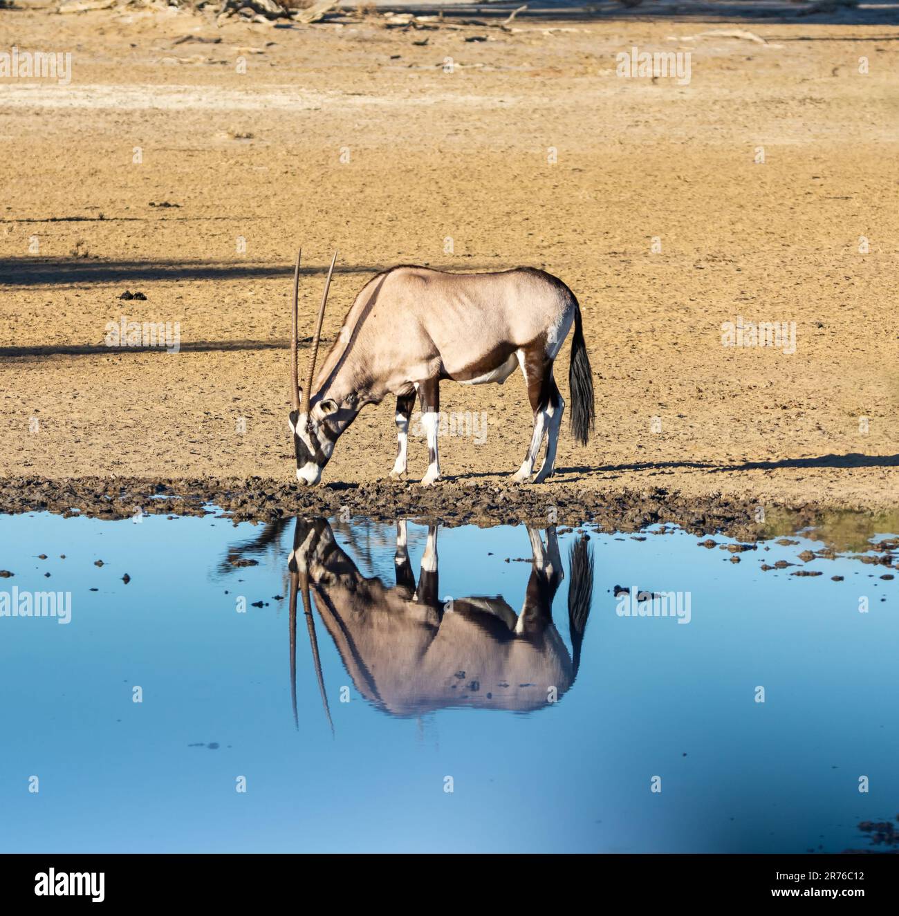 Gemsbok antelope in Southern African Kalahari savannah Stock Photo
