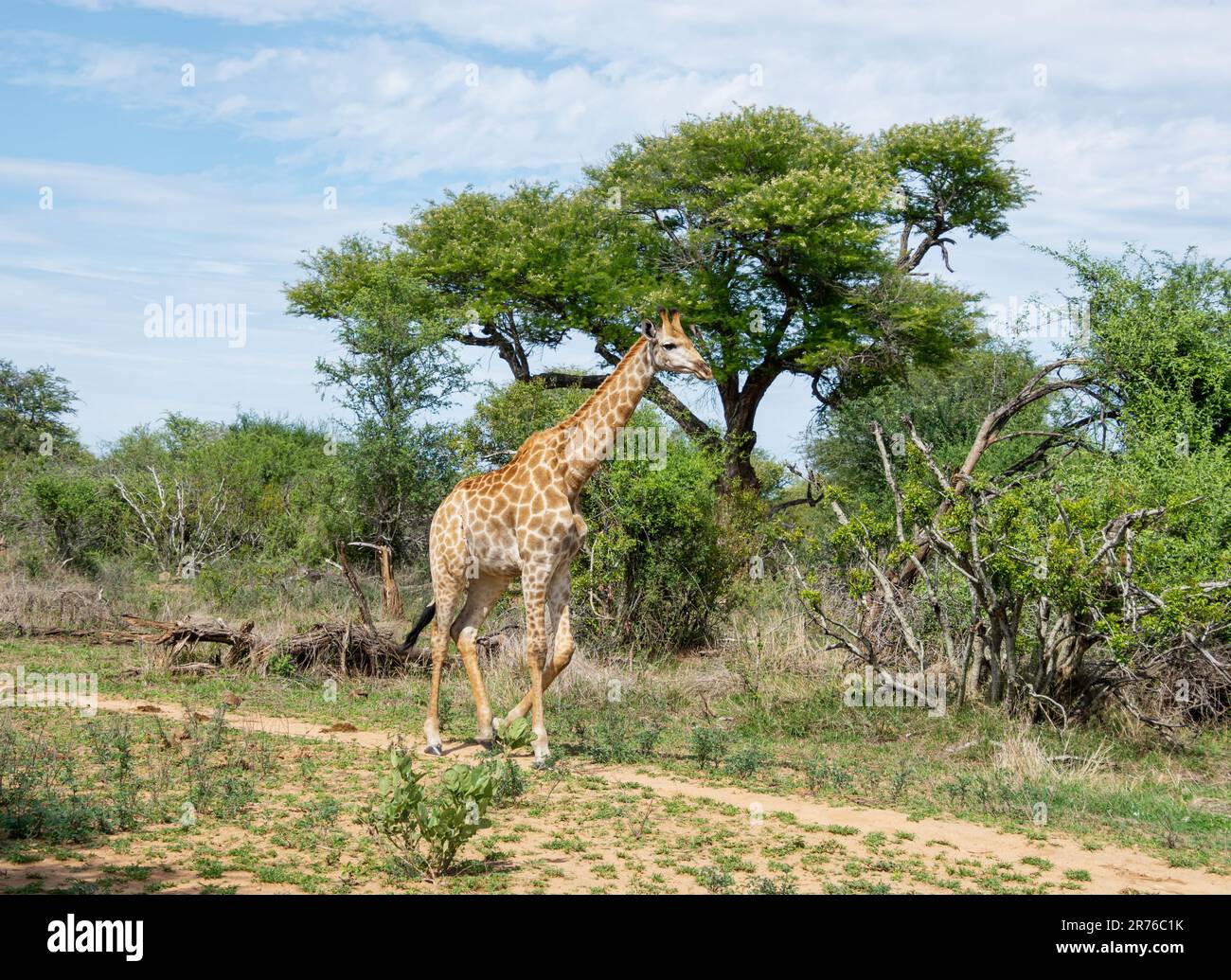Giraffe in Southern African savannah Stock Photo