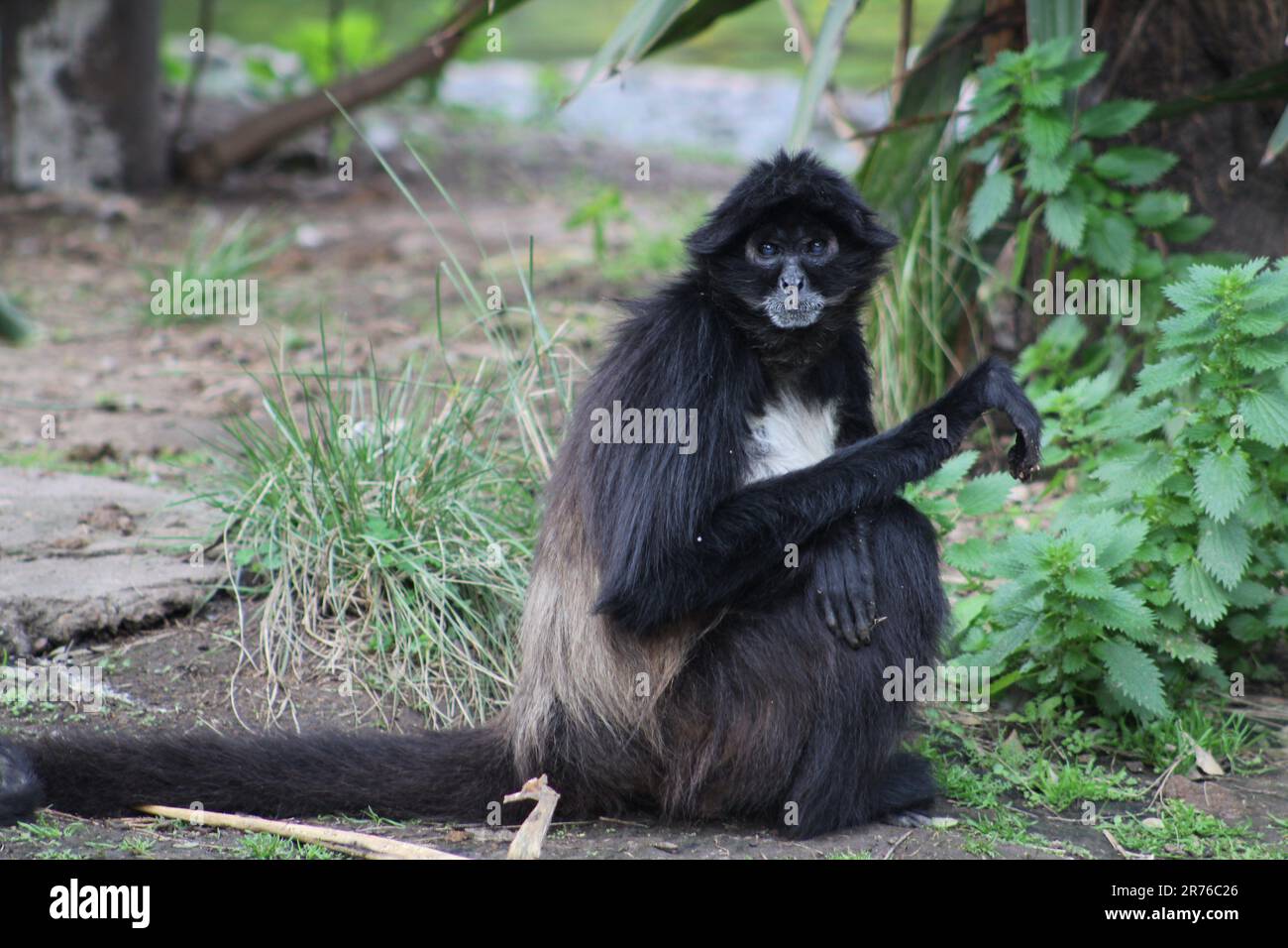 spider monkey in the jungle Stock Photo