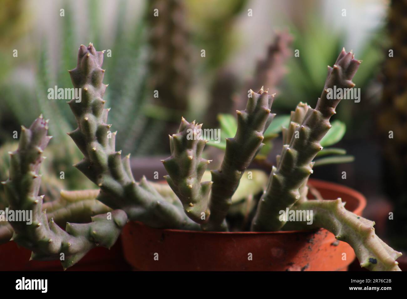 suculent plant in my garden Stock Photo