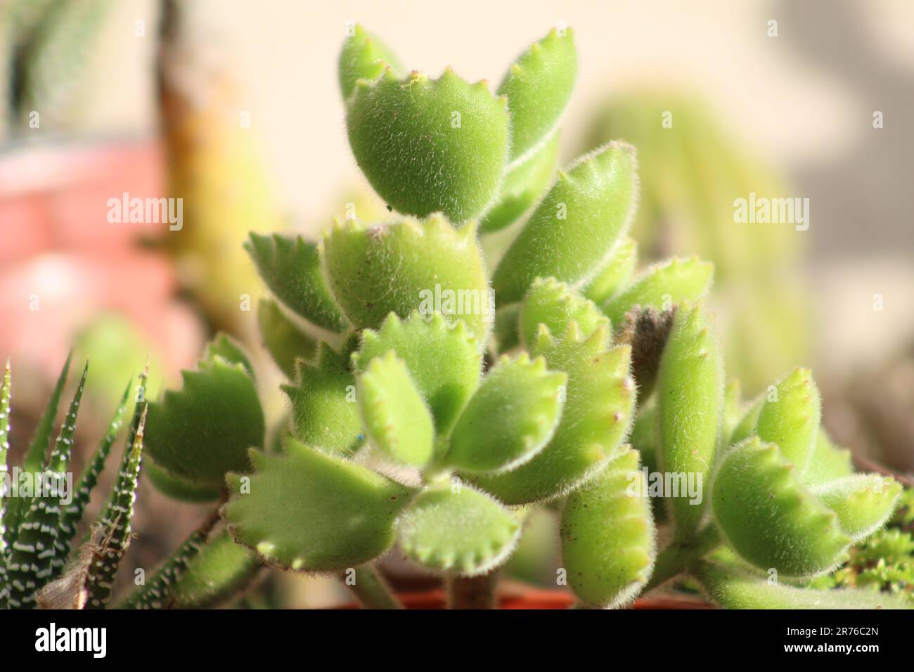 suculent plant in my garden Stock Photo