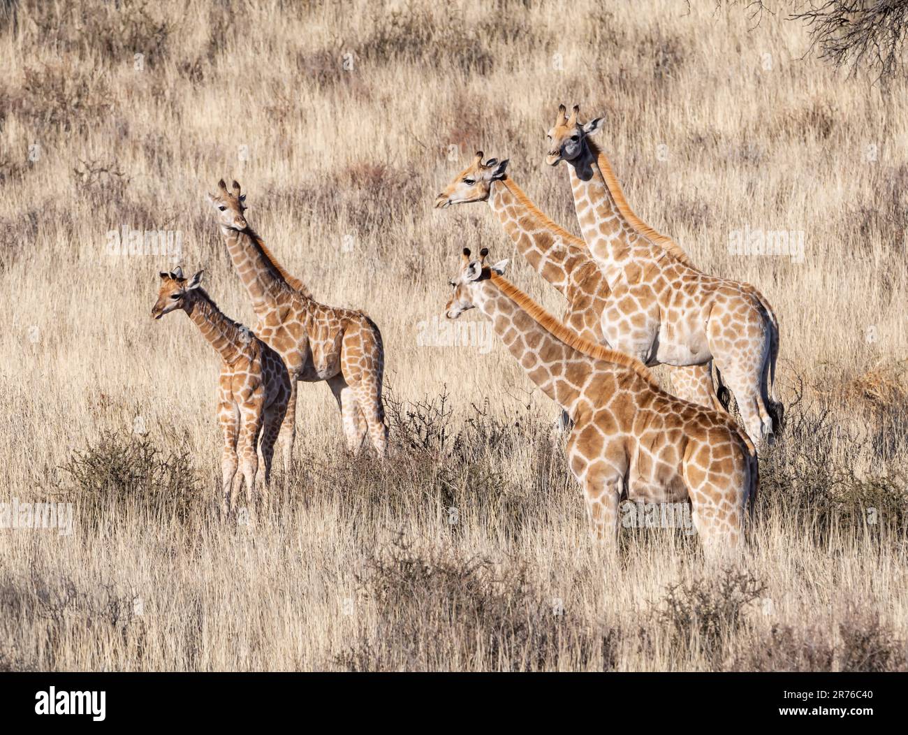 Giraffe in Southern African savannah Stock Photo