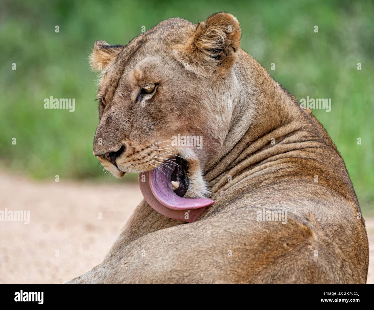 A female Lion grooming herself in Southern African savannah Stock Photo