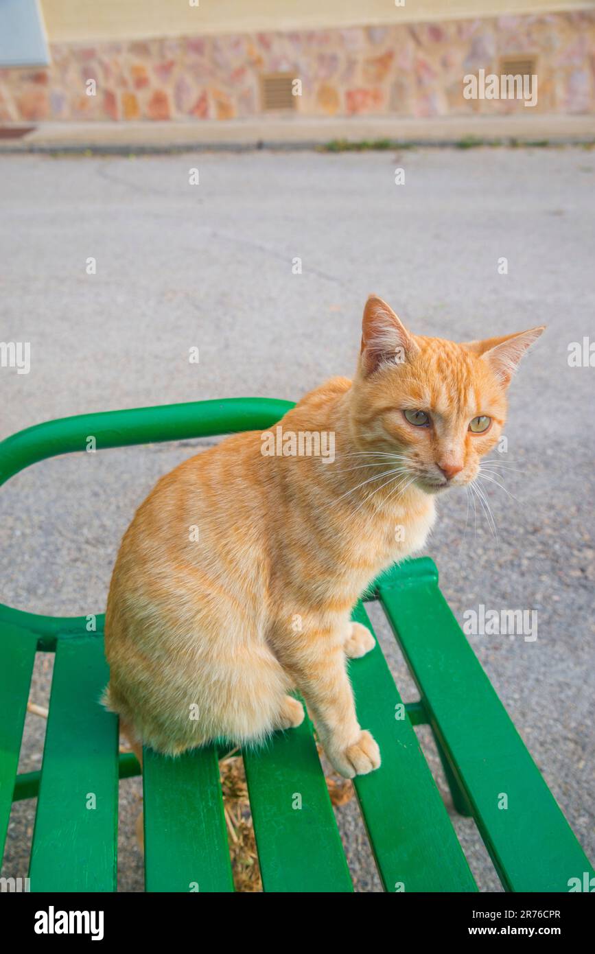 Orange tabby cat Stock Photo Alamy