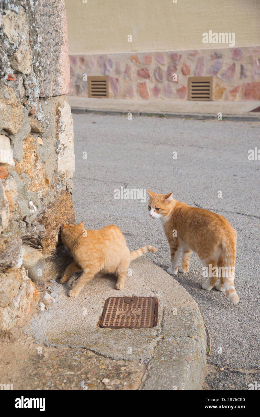 Two stray cats. Stock Photo