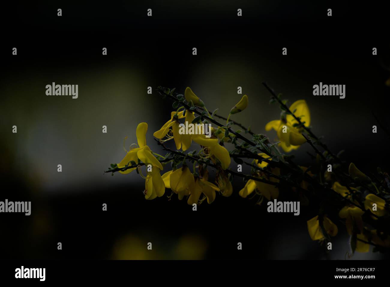 some examples of vibrant spring time flowers Stock Photo Alamy