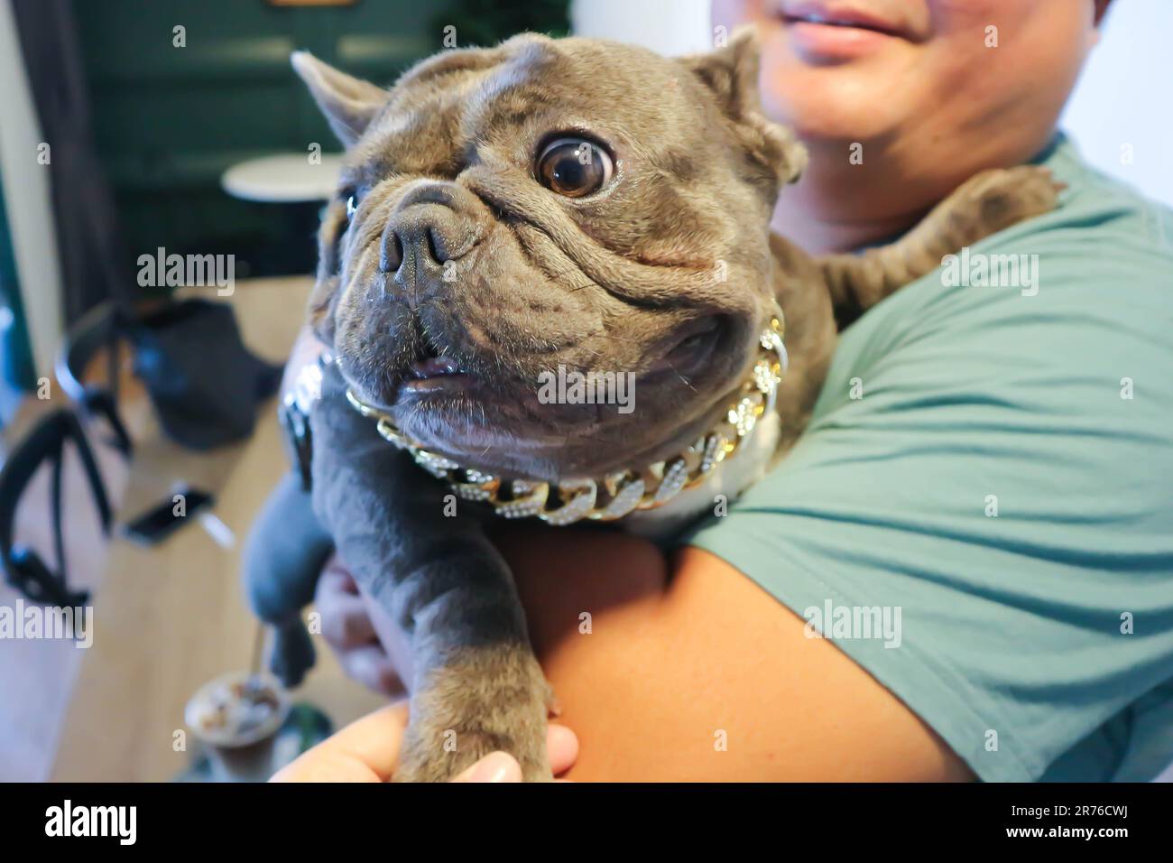French bulldog, a man is carrying French bulldog or gray French bulldog