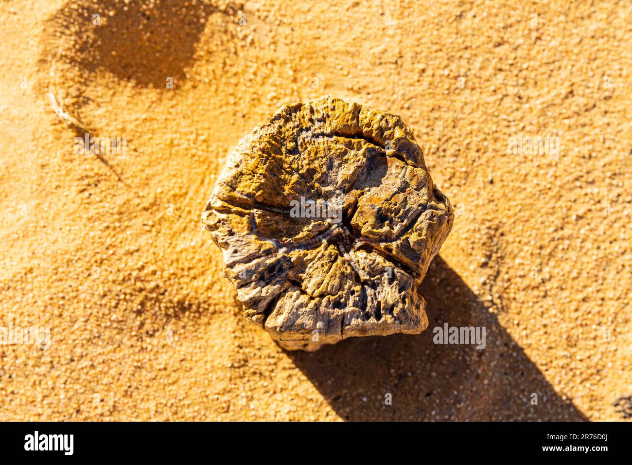 cross sectional view from above of a section of fossilized tree trunk standing in the desert near karima, sudan Stock Photo