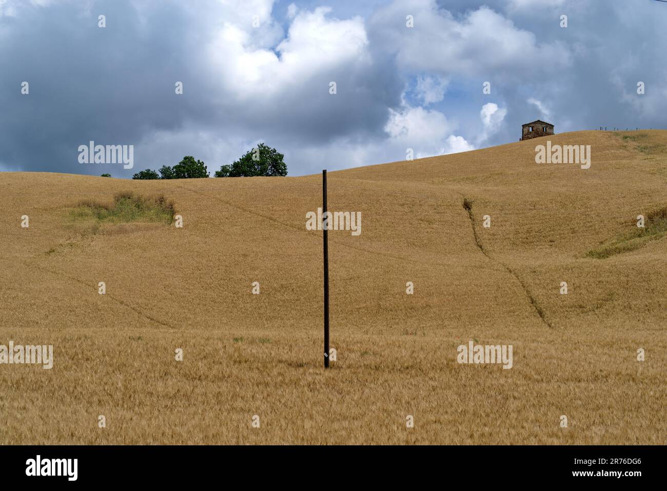 telephone line pole in the middle of a field of ripe corn Stock Photo