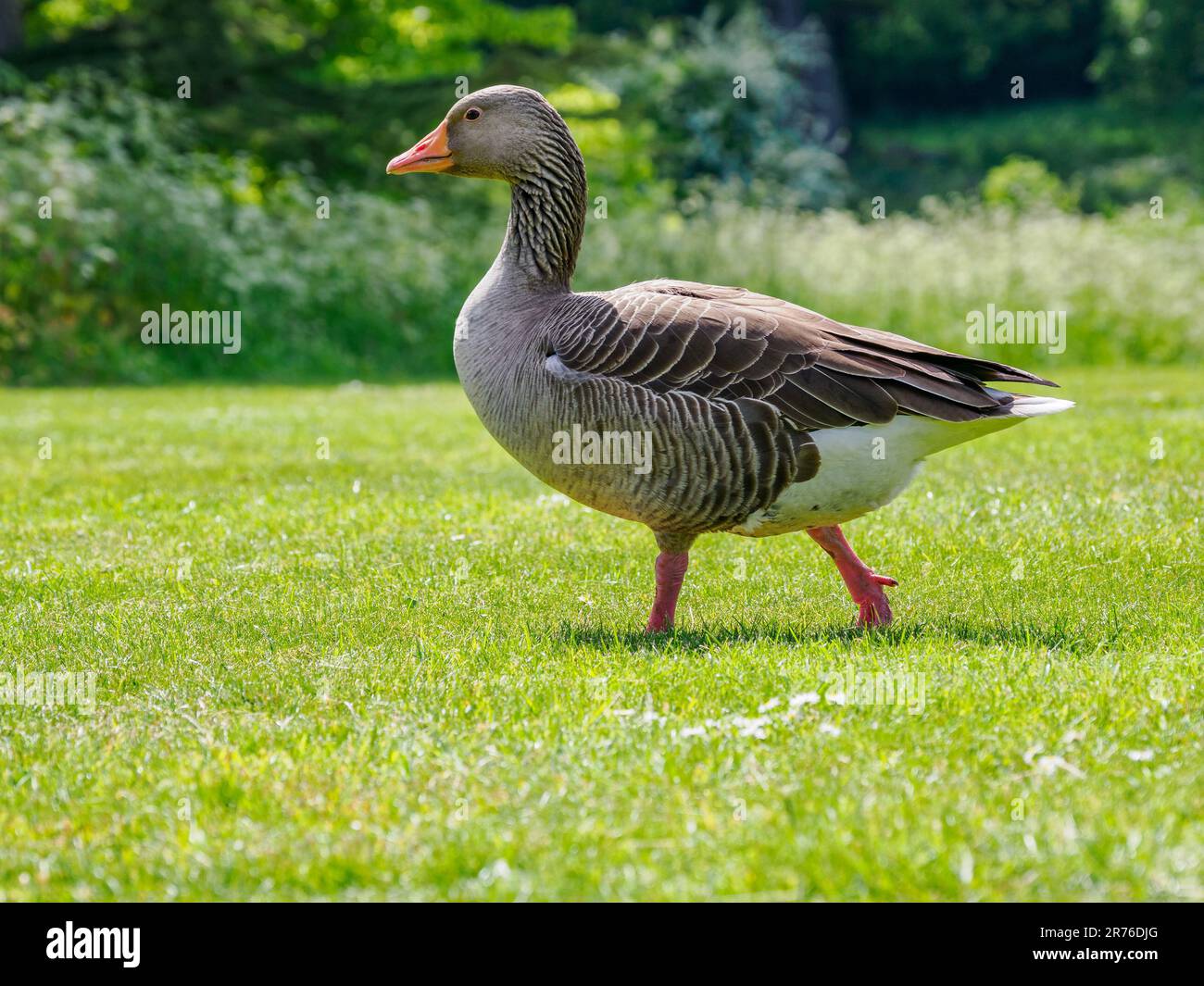 Goose Step Ruggy Goose step hi-res stock photography and images - Alamy