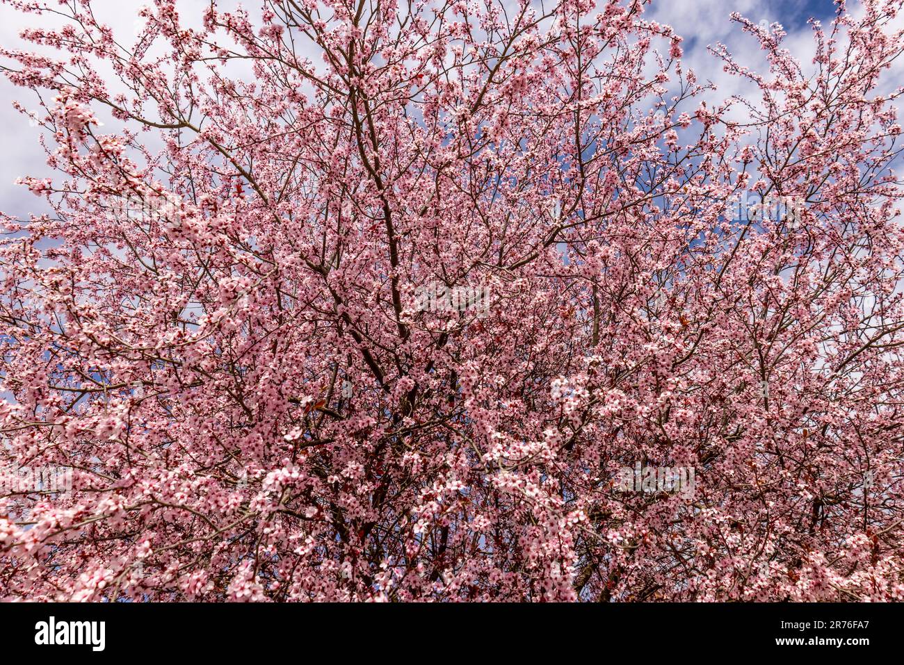 Part in bloom collection hi-res stock photography and images - Alamy
