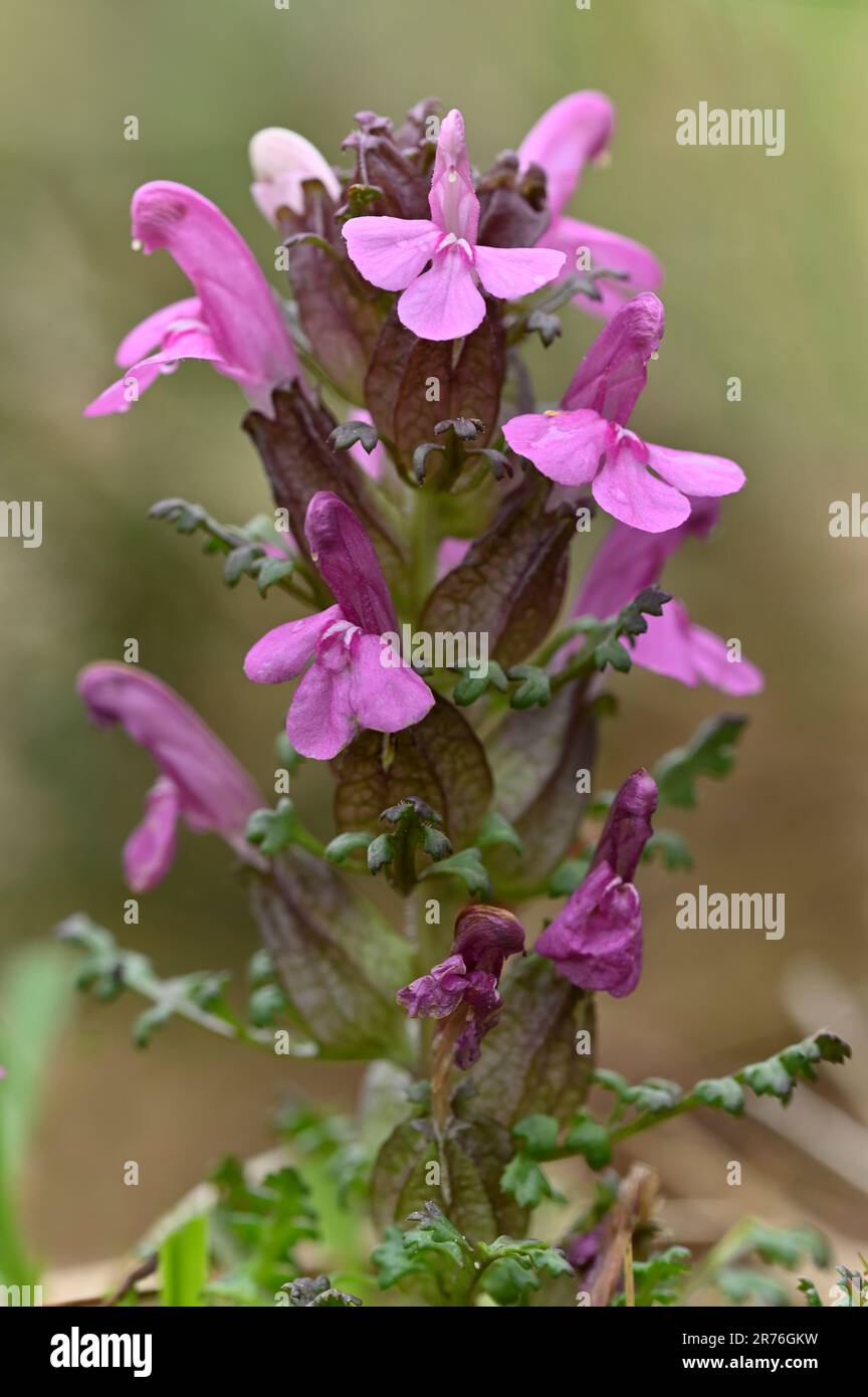 Lousewort (Pedicularis sylvatica) close-up of flowering plant growing near to the Pony Path, Beinn Eighe NNR, Kinlochewe, Scotland, May 2022 Stock Photo