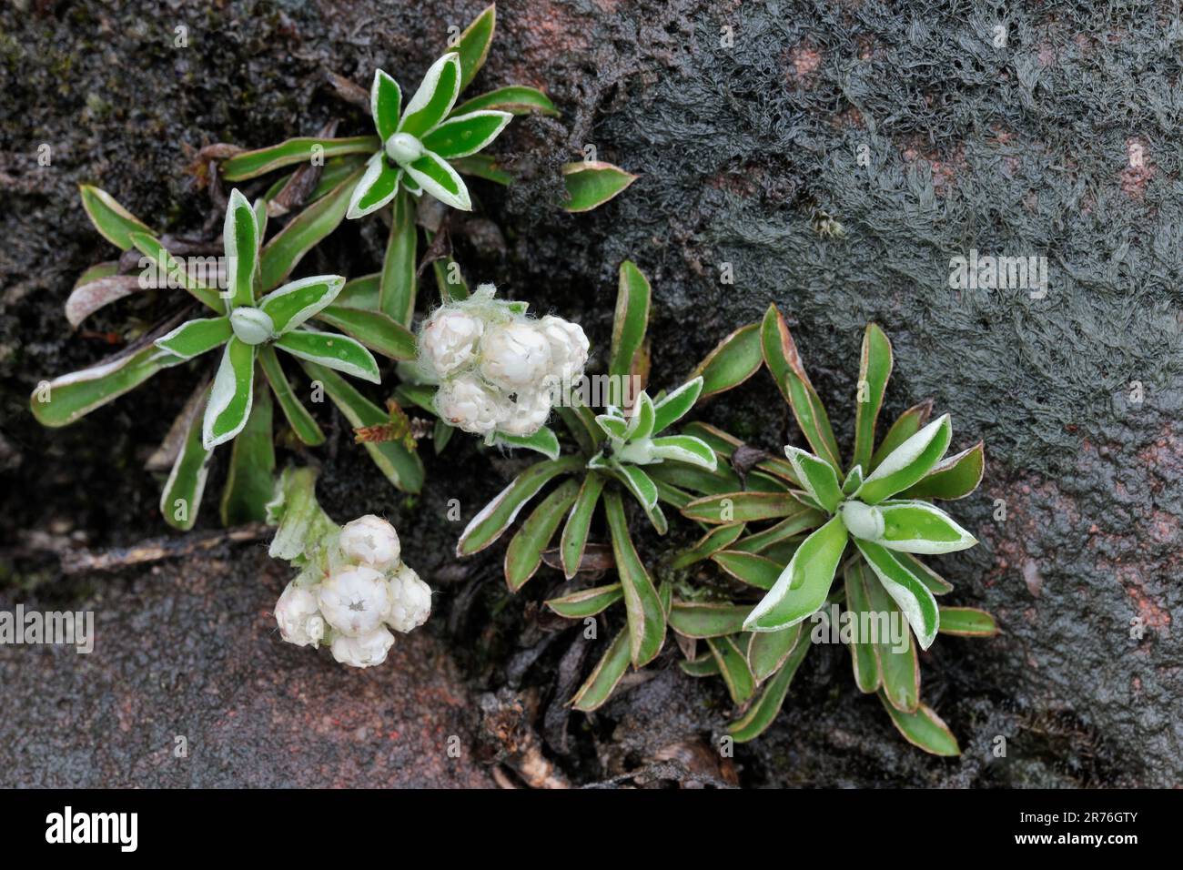 Mountain Everlasting (Antennaria dioica) close-up of plant in flower and growing in a rock crevice by the shore of Loch Maree, Beinn Eighe, Scotland Stock Photo