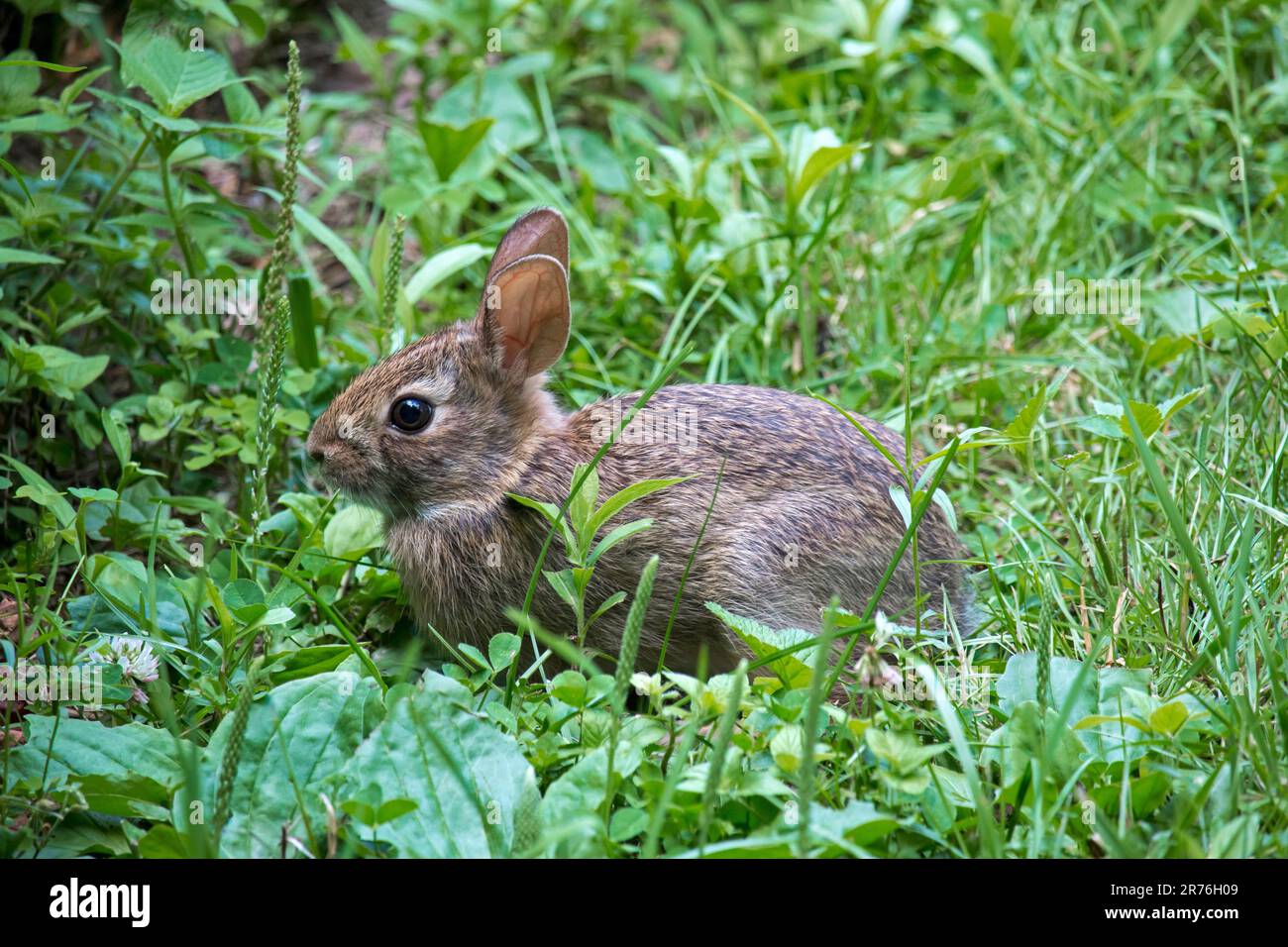An eastern cottontail rabit forging on a meadow edge in eastern Pennsylvania. Stock Photo