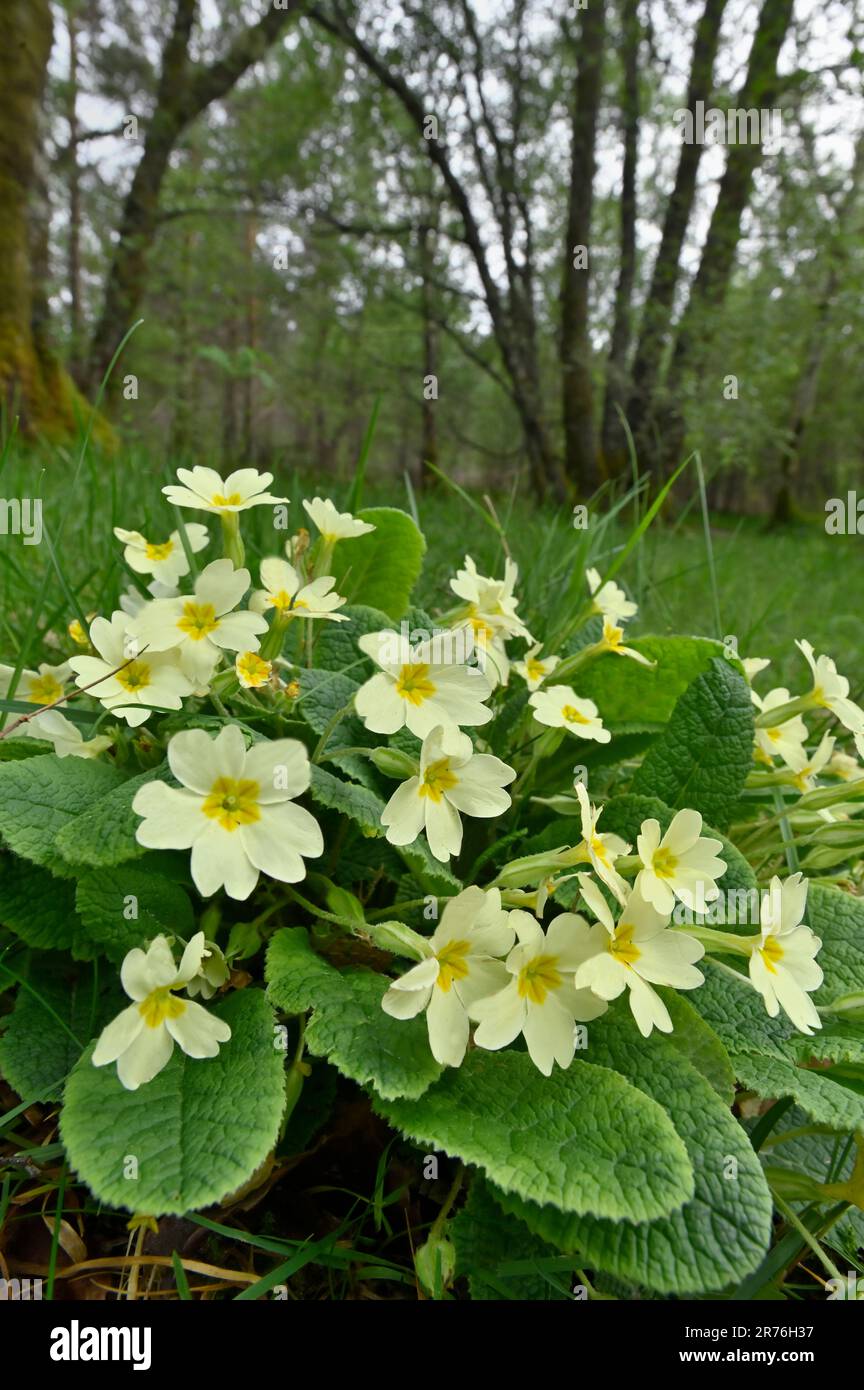 Primrose (Primula vulgaris) clump of flowers growing near to the ...
