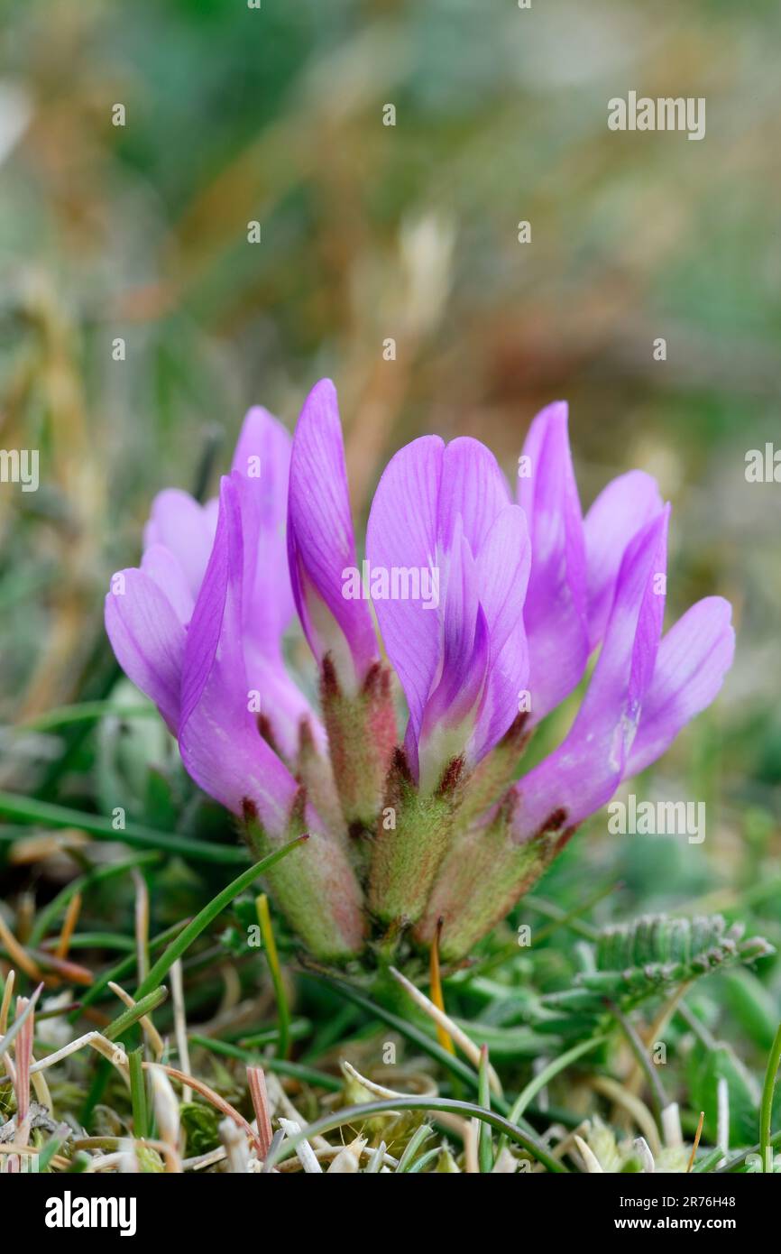 Purple Milk-vetch (Astragalus danicus) in flower, St Abbs Head National Nature Reserve, Berwickshire, Scotland, June 2015 Stock Photo