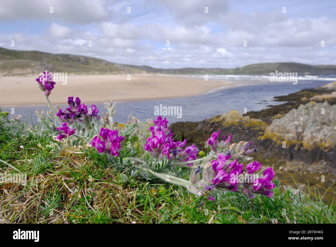 Milk bay hi-res stock photography and images - Alamy