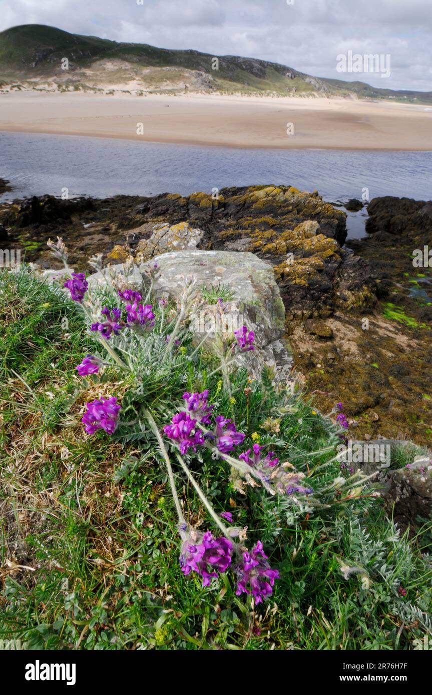 Purple Oxytropis / Mountain Milk-vetch (Oxytropis halleri), Invernaver ...